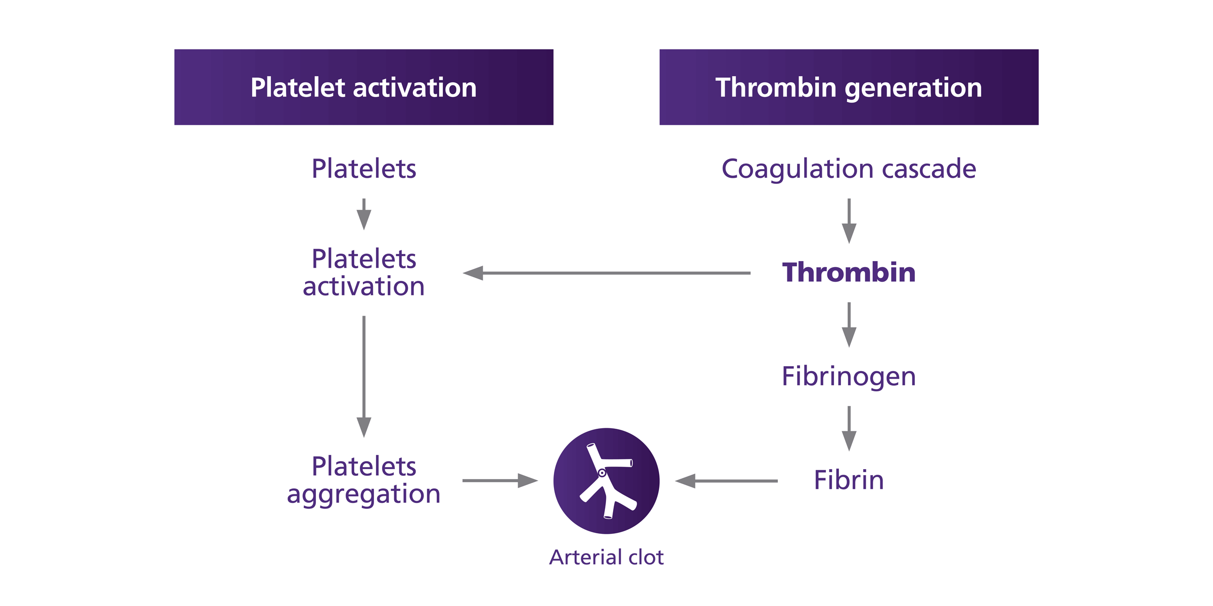 Arterial Clots are Formed Through Dual Pathways