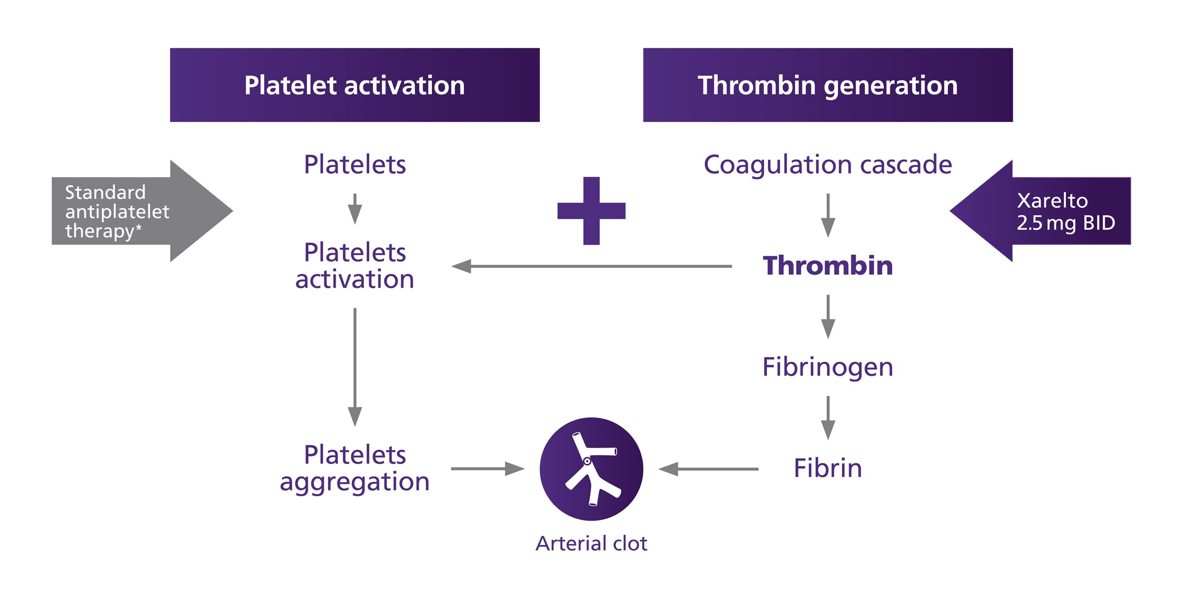 Achieve More Comprehensive Protection with Xarelto in Secondary Prevention after ACS